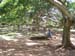 Under the Java tree